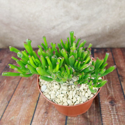 ET Fingers-Shrek Ears 'Crassula ovata Gollum Jade'