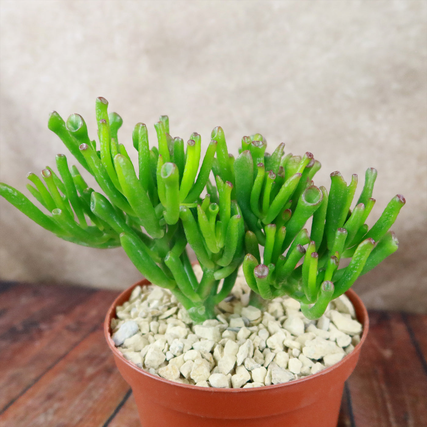 ET Fingers-Shrek Ears 'Crassula ovata Gollum Jade'