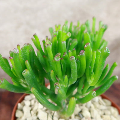 ET Fingers-Shrek Ears 'Crassula ovata Gollum Jade'