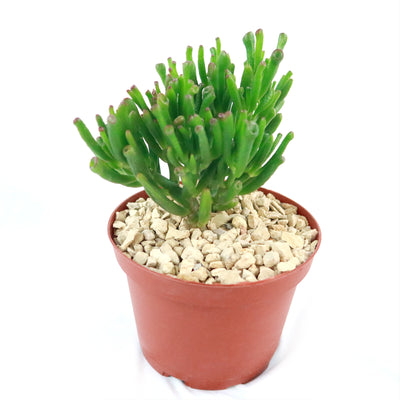 ET Fingers-Shrek Ears 'Crassula ovata Gollum Jade'