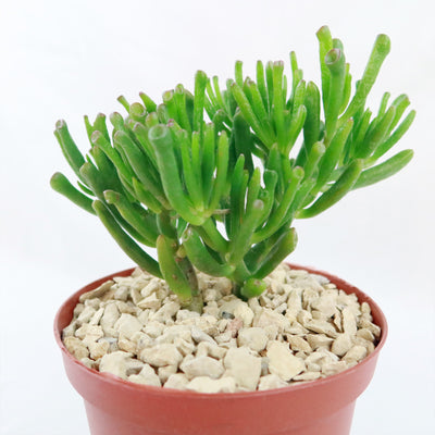 white jade plant avatar Shop 'ET's Fingers - Shrek Ears 'Crassula Ovata Gollum Jade' care and Info