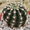 Easter Lily Cactus &