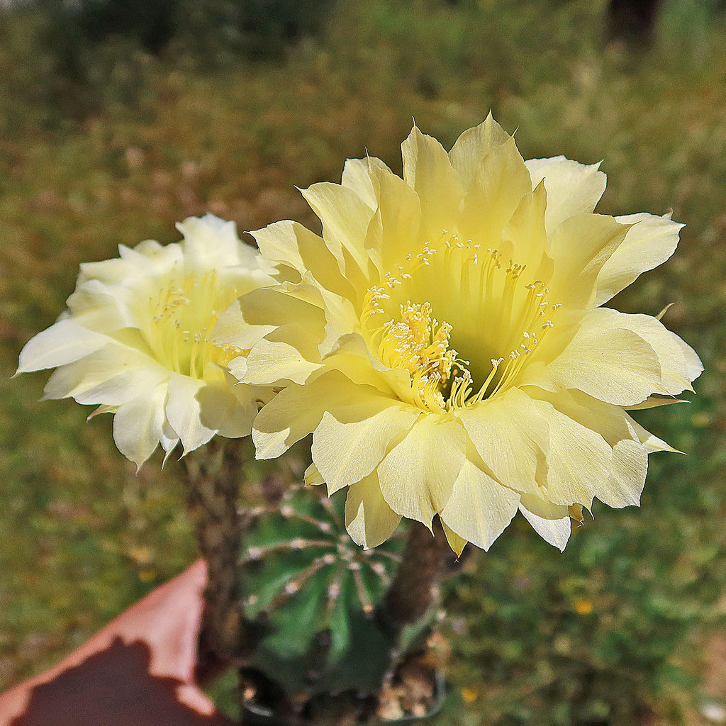 Easter Lily Cactus 'Echinopsis oxygona'- Order Online | Planet Desert