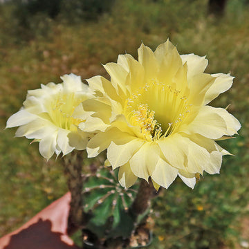 Easter Lily Cactus 'Echinopsis oxygona'