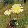 Easter Lily Cactus &