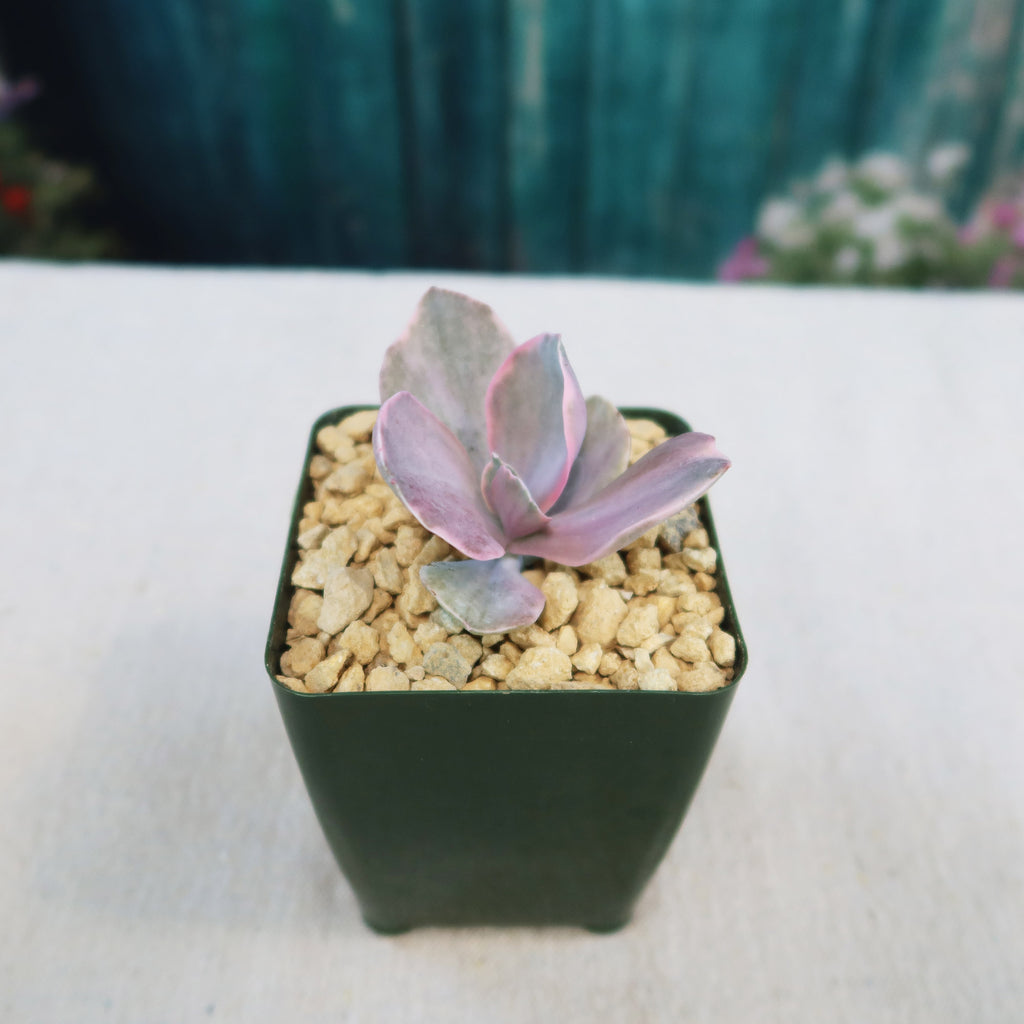 Echeveria decora