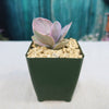 Echeveria decora
