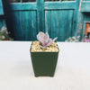 Echeveria decora