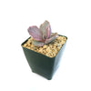 Echeveria decora