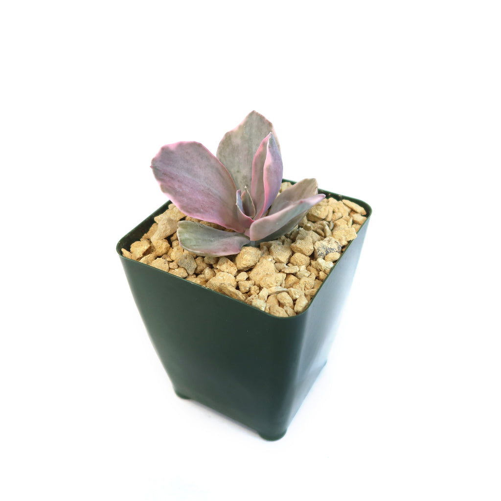 Echeveria decora