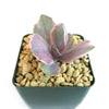 Echeveria decora