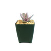 Echeveria decora