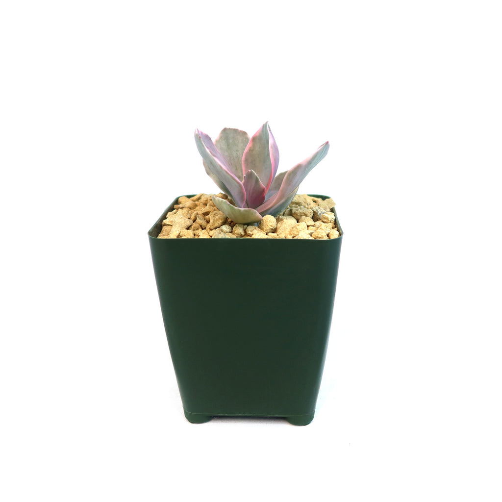 Echeveria decora