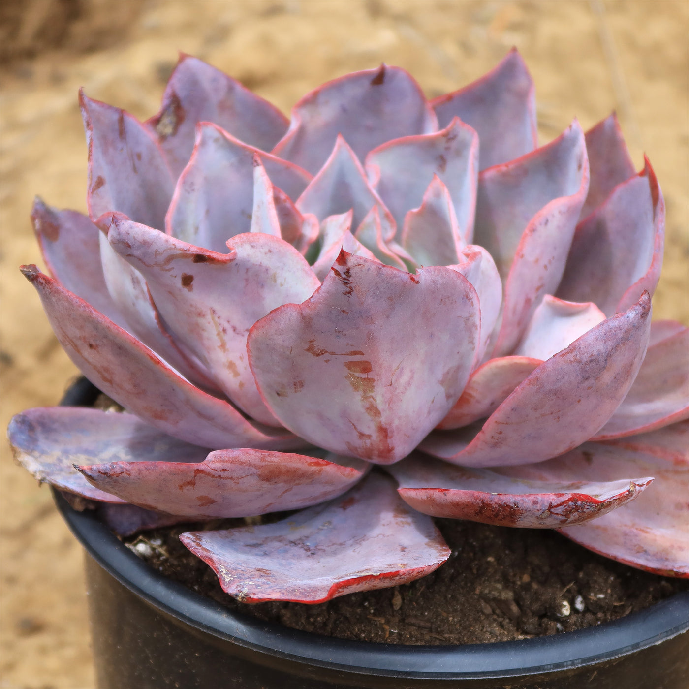 Echeveria Afterglow