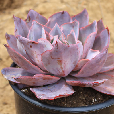 Echeveria Afterglow