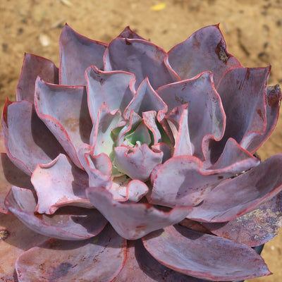 Echeveria Afterglow