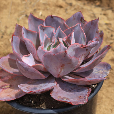 Echeveria Afterglow