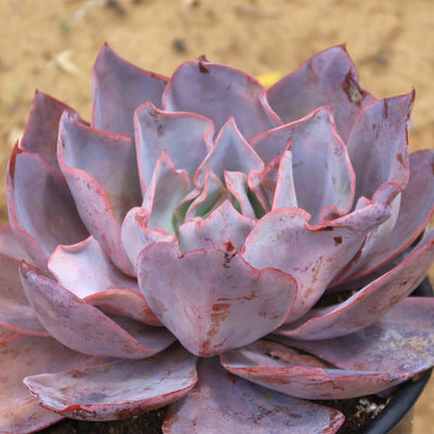 Echeveria Afterglow