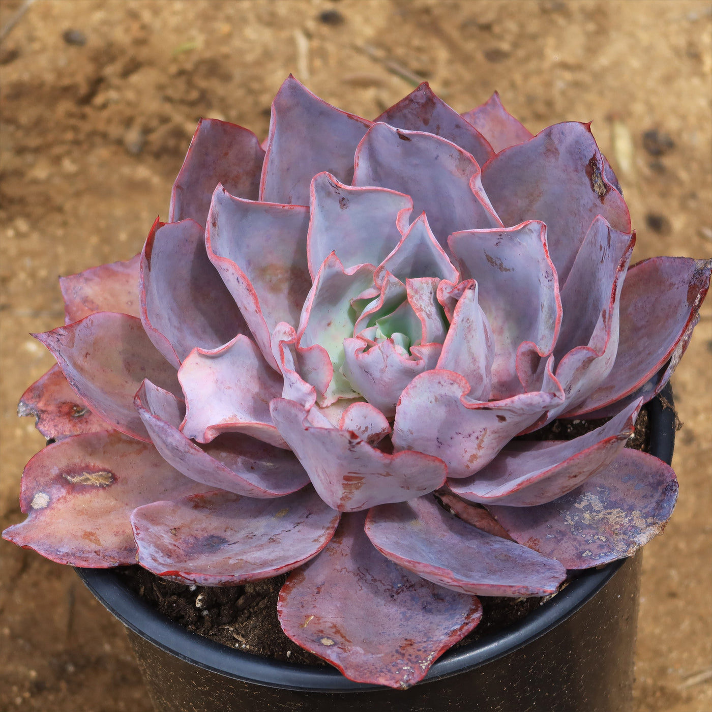 afterglow succulent Buy 'Echeveria afterglow' For sale