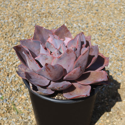 Echeveria Afterglow