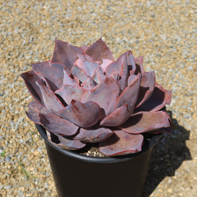 afterglow succulent Buy 'Echeveria afterglow' For sale