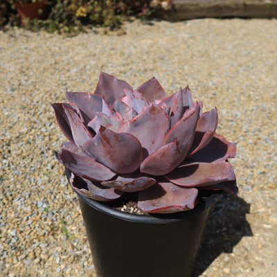 Echeveria Afterglow