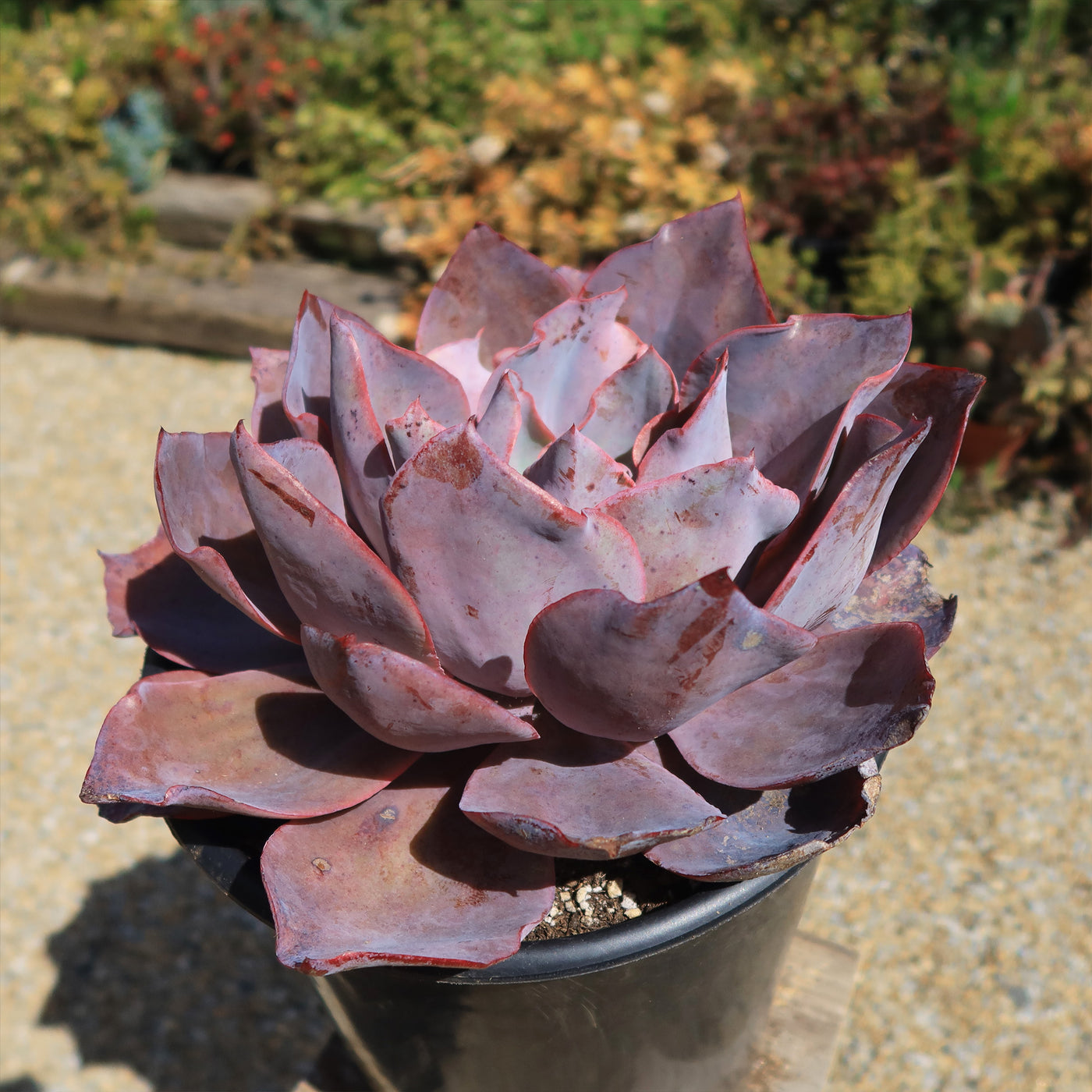 echeveria afterglow succulent plant Buy 'Echeveria afterglow' For sale