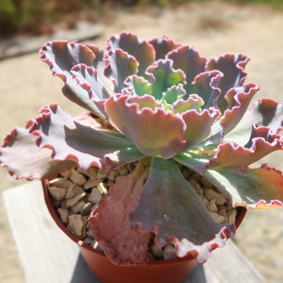 Echeveria Blue Curls