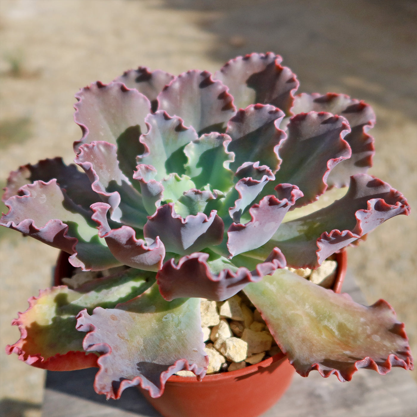 succulent that looks like cabbage Shop 'Echeveria blue curls' Care & Growing Guide