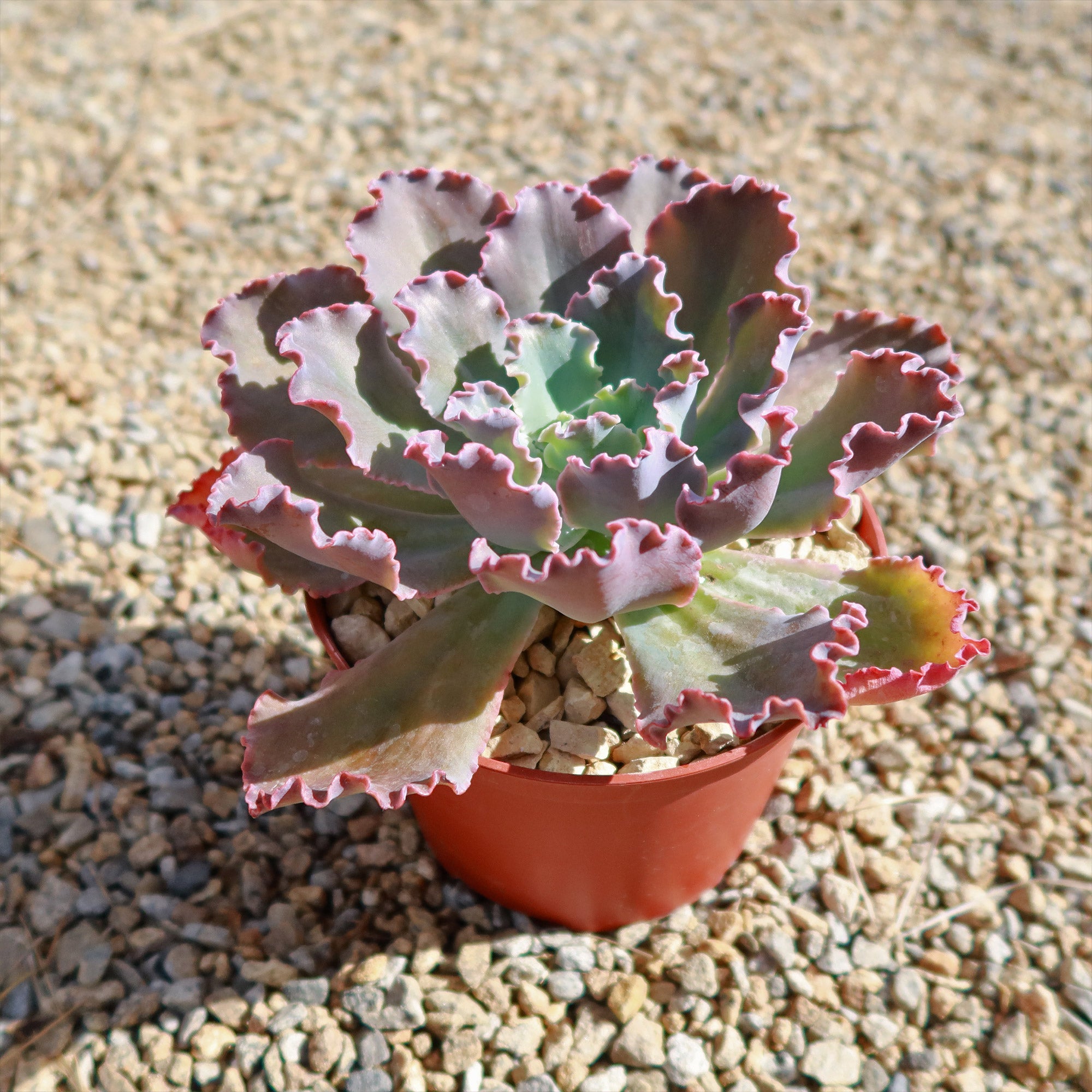 Echeveria Blue Curls