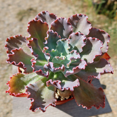 Echeveria Blue Curls