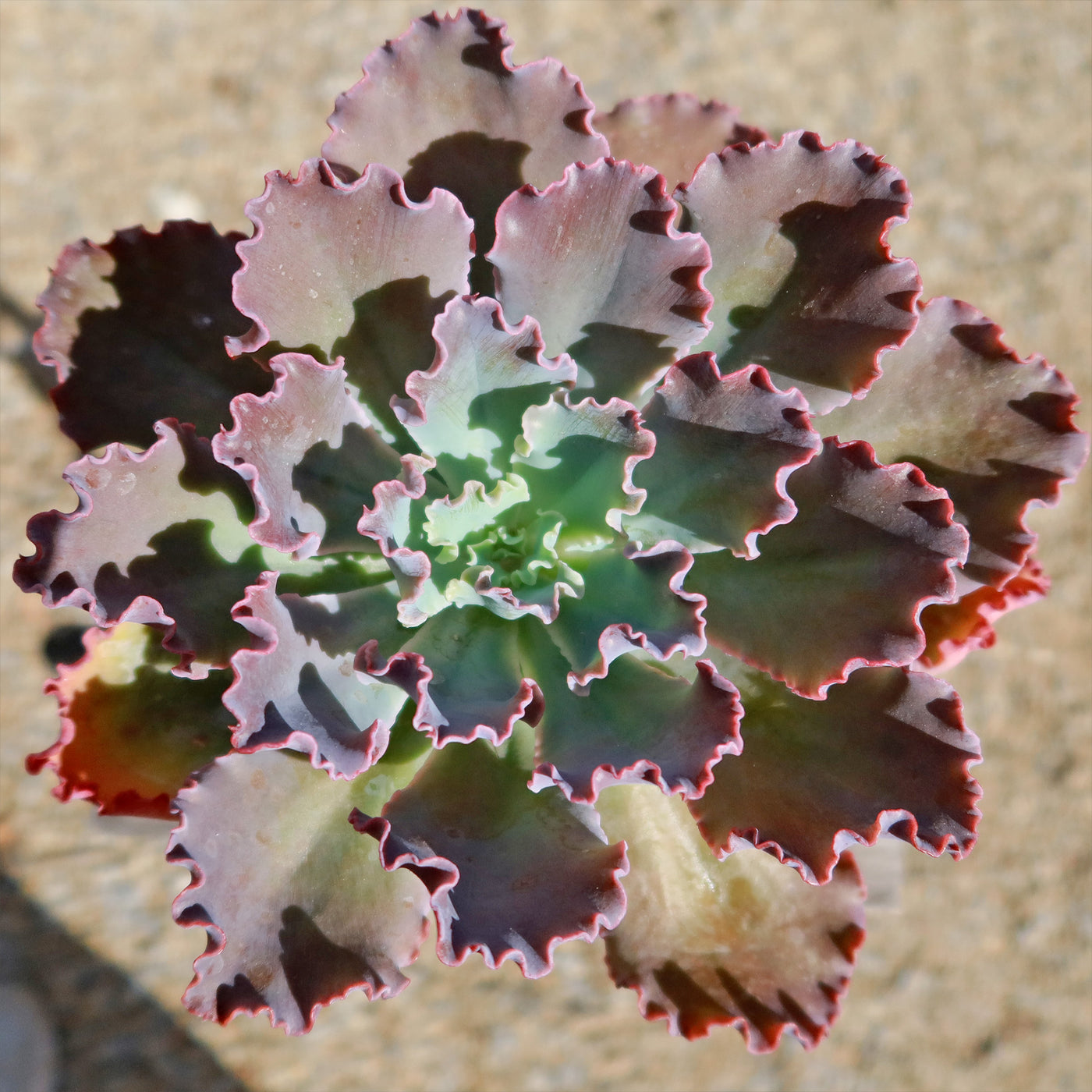 blue curls succulent Shop 'Echeveria blue curls' Care & Growing Guide