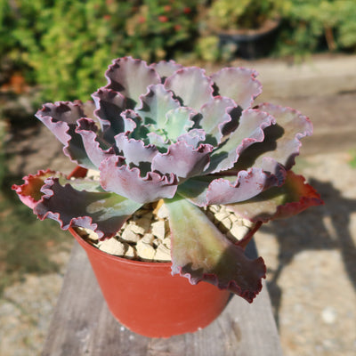 Echeveria Blue Curls