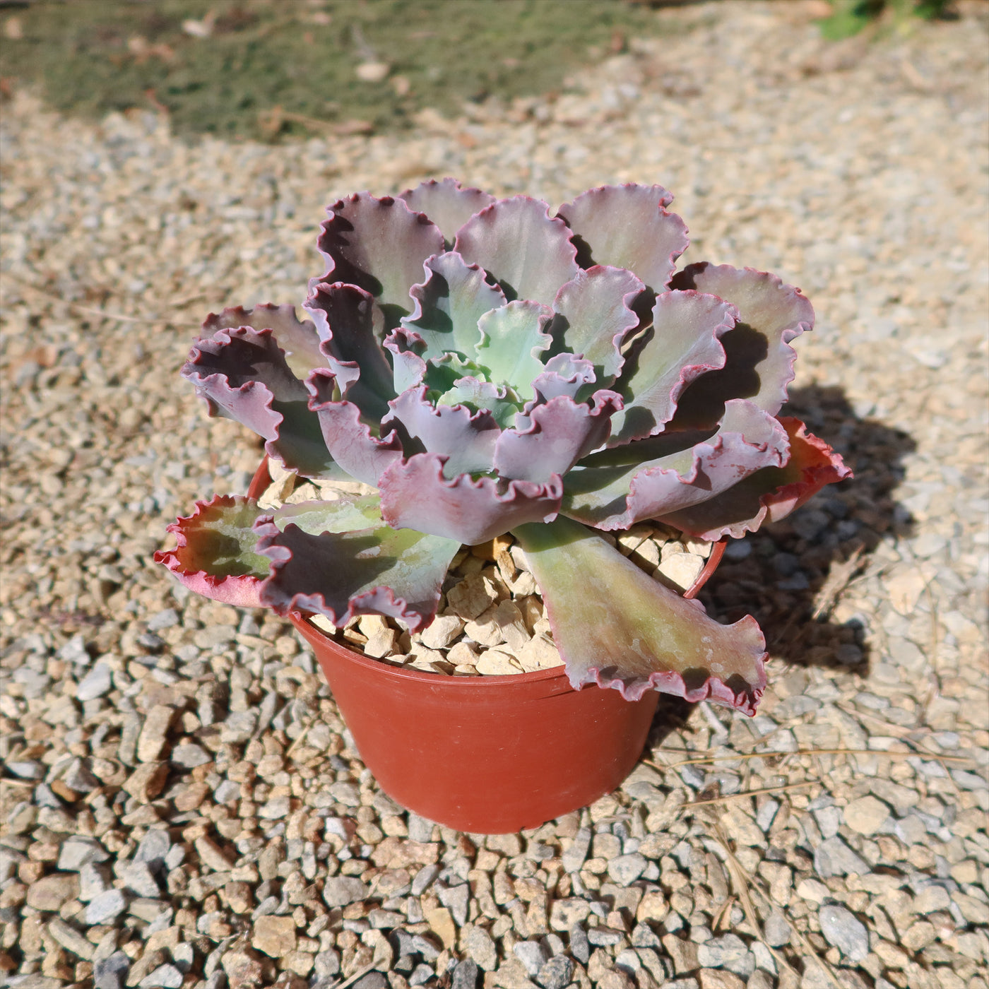purple blue succulents Shop 'Echeveria blue curls' Care & Growing Guide