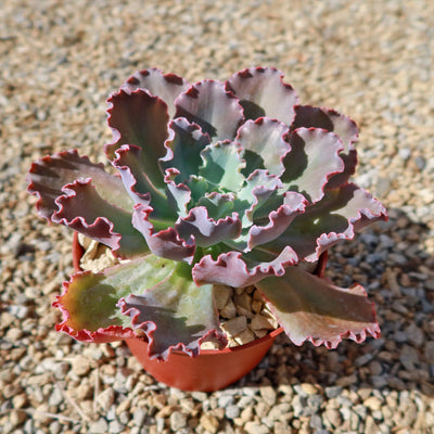 Echeveria Blue Curls