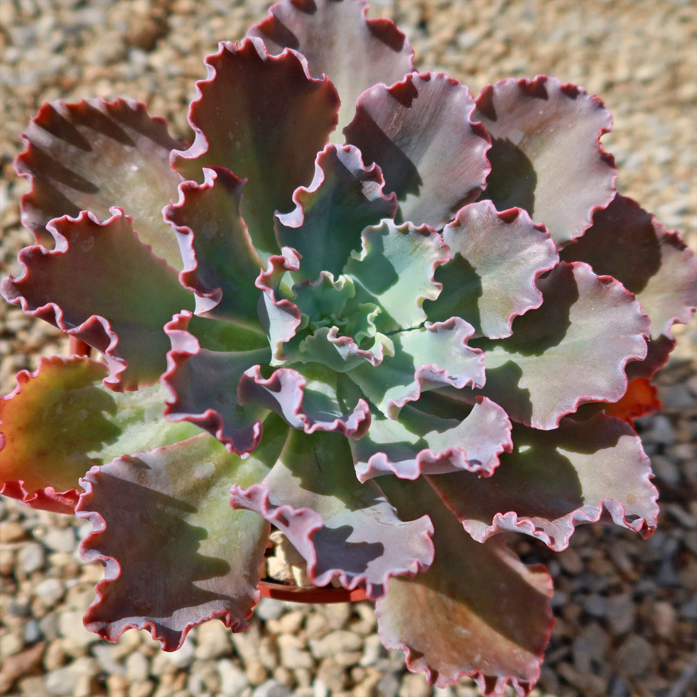 Echeveria Blue Curls