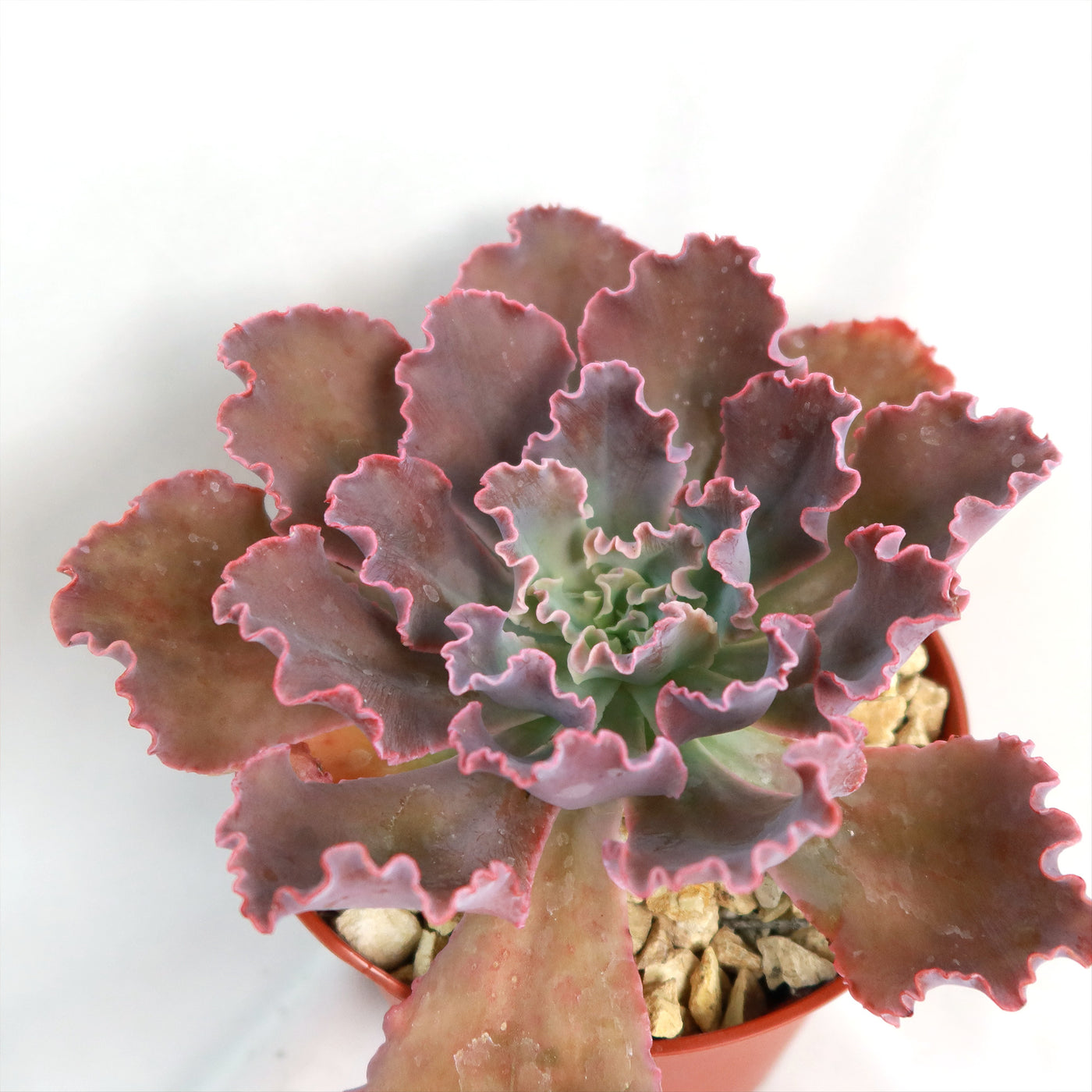 Echeveria Blue Curls