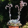 Echeveria Dusty Rose