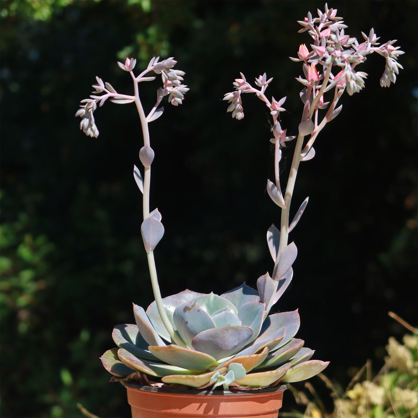rose echeveria succulent Echeveria Dusty Rose
