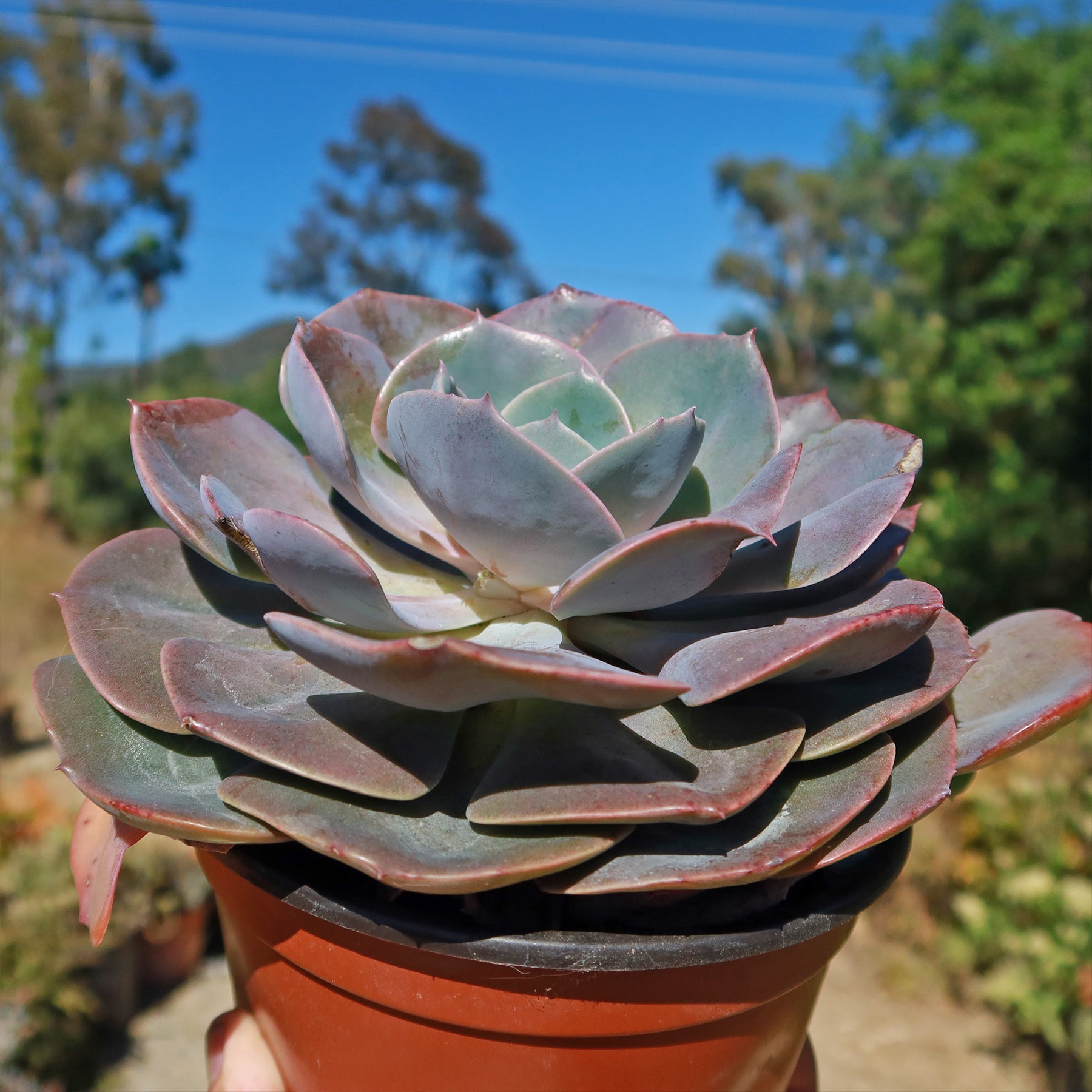 desert rose succulent plant Echeveria Dusty Rose