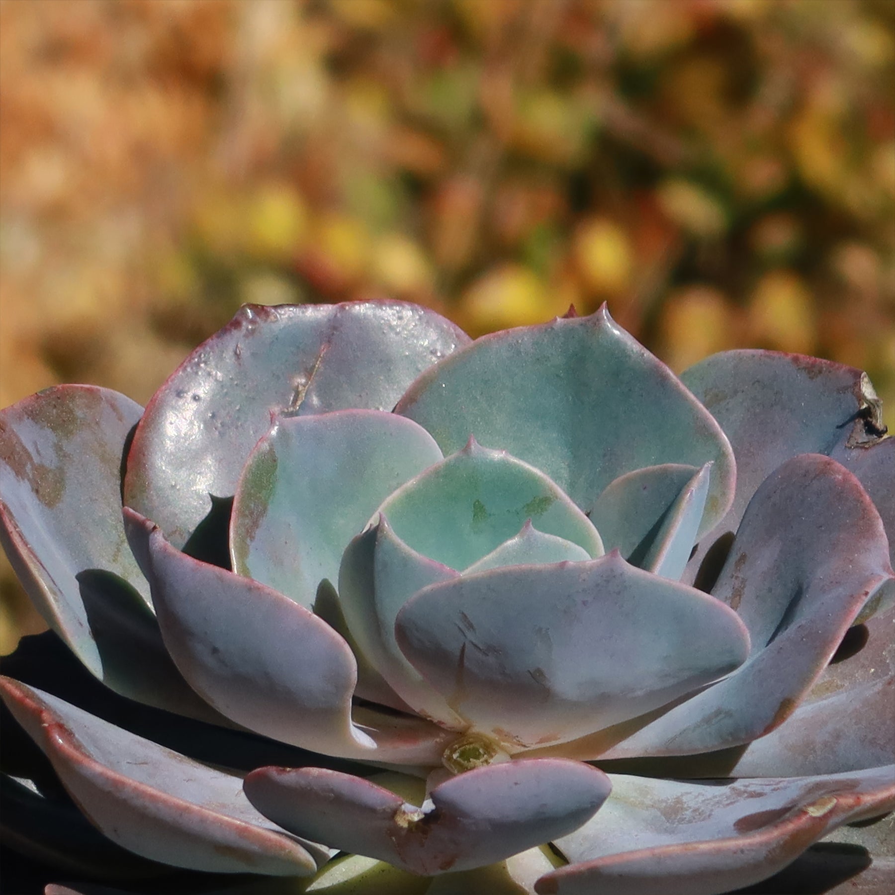 dusty rose succulent Echeveria Dusty Rose