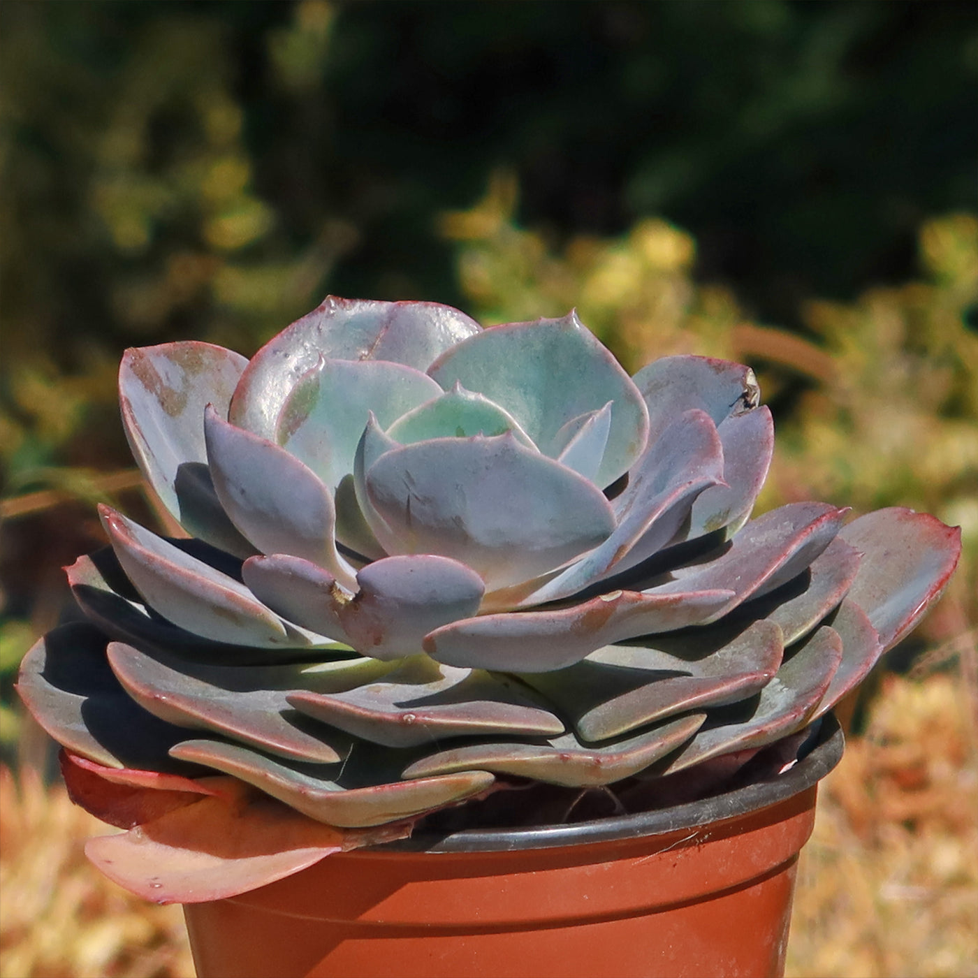 rose succulent Echeveria Dusty Rose