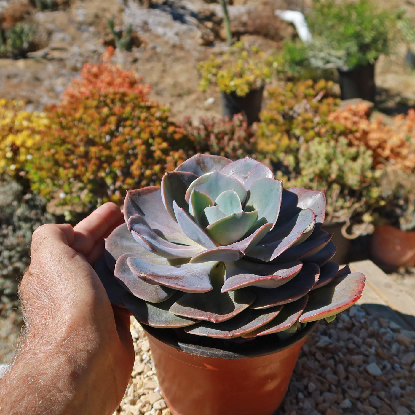 echeveria desert rose succulent Echeveria Dusty Rose