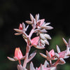 Echeveria Dusty Rose