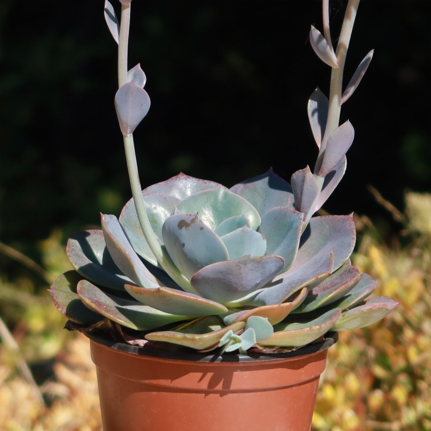 succulent dusty rose Echeveria Dusty Rose