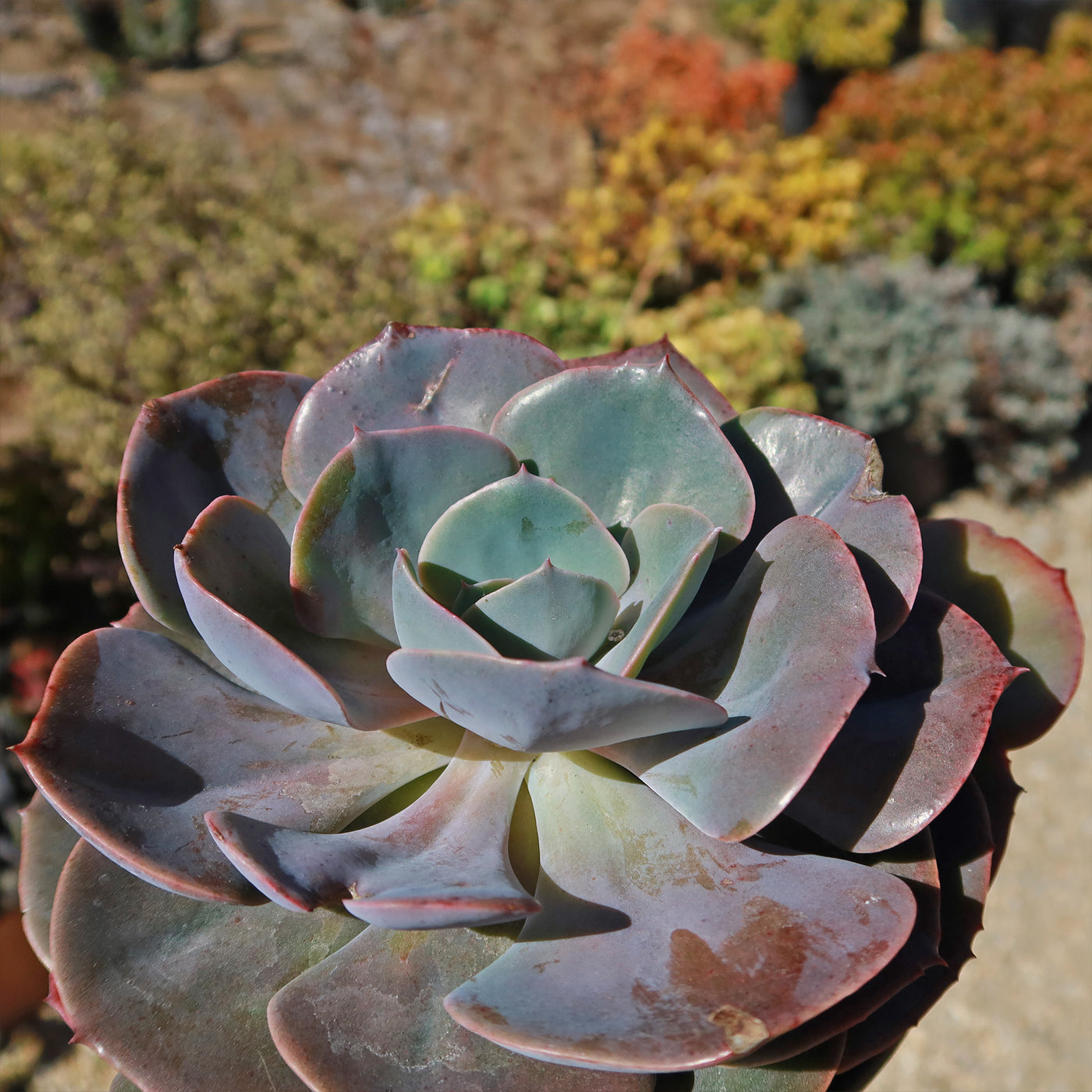 is a desert rose a succulent Echeveria Dusty Rose
