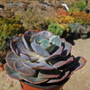 Echeveria Dusty Rose