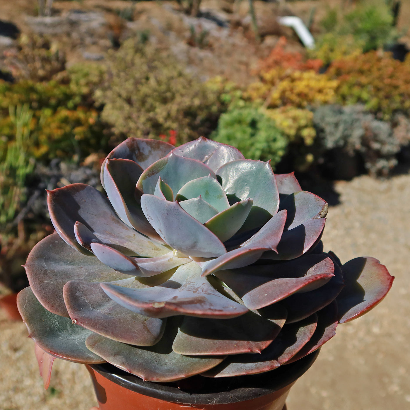 dusty rose succulent care Echeveria Dusty Rose