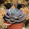 Echeveria Dusty Rose