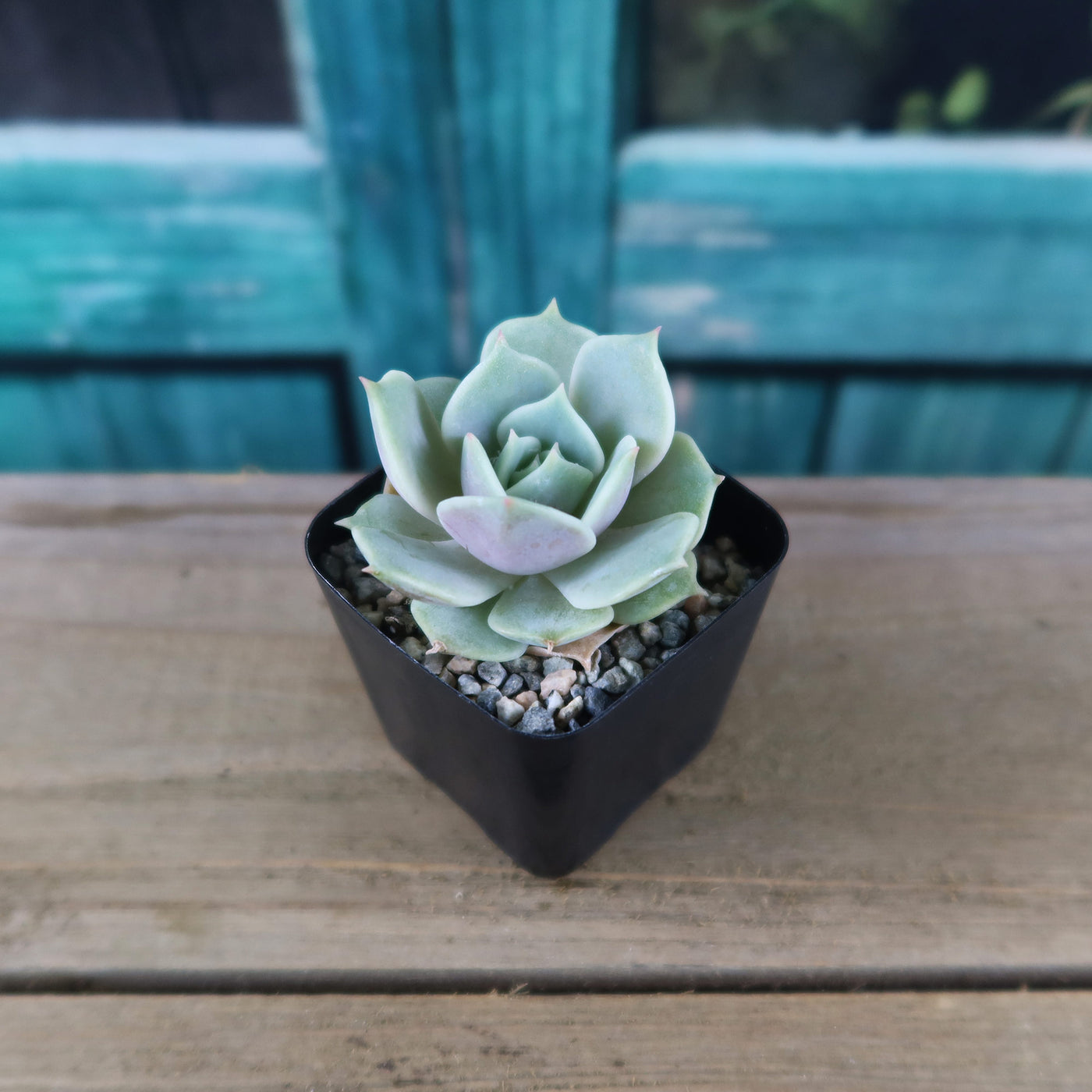lola succulent plant Shop 'Echeveria Lola'